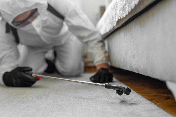 Professional Bed Bug Control technician working in Capron, IL