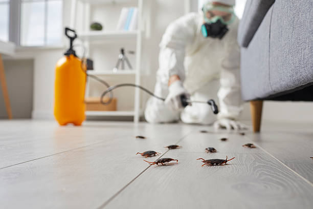 Affordable Bed Bug Control solutions in Capron, IL